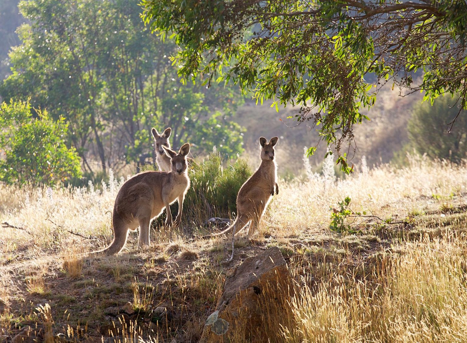 Australia - Finalised Environmental Factor Guideline – Greenhouse Gas ...